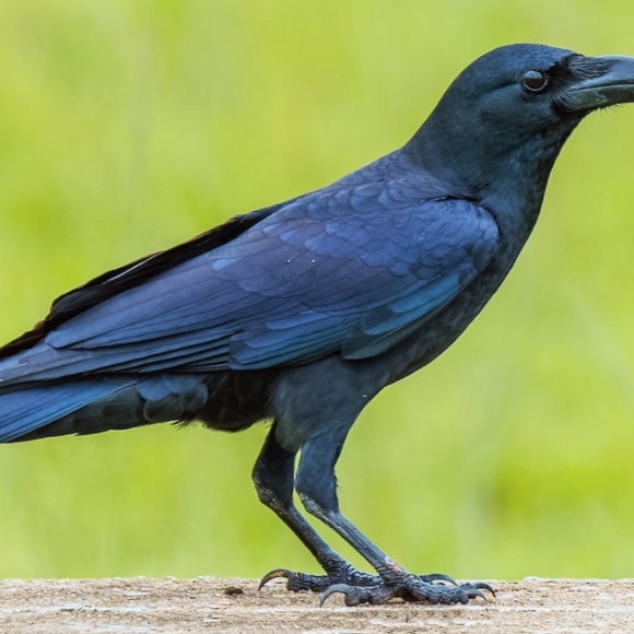 crowdeals